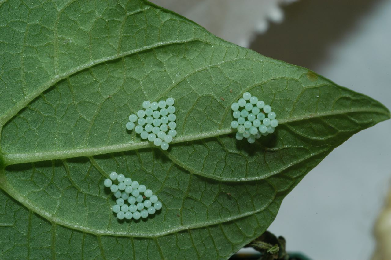 Pests BC Tree Fruit Production Guide